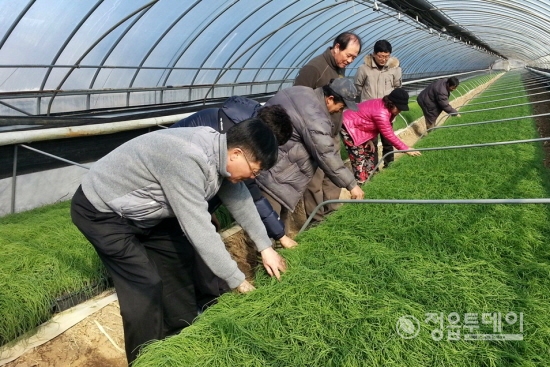정읍시 농업기술센터에서는 겨울철 휴경기 작목으로 달래를 시범사업으로 추진하고 있다.