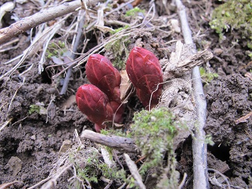 붉은대극(자생식물, 2월12일 촬영-내장산국립공원 관리사무소 제공)
