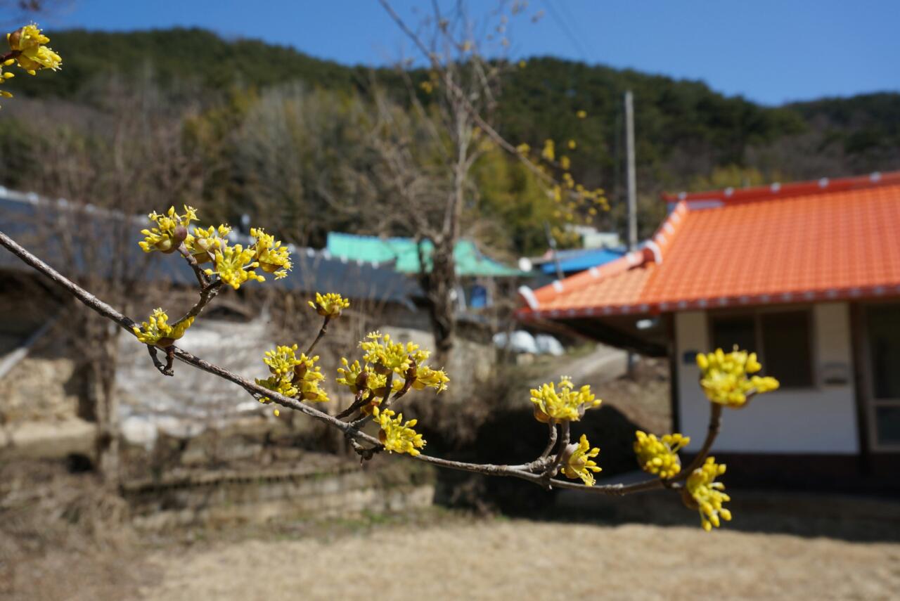 산내의 봄(김현기-사진제공)
