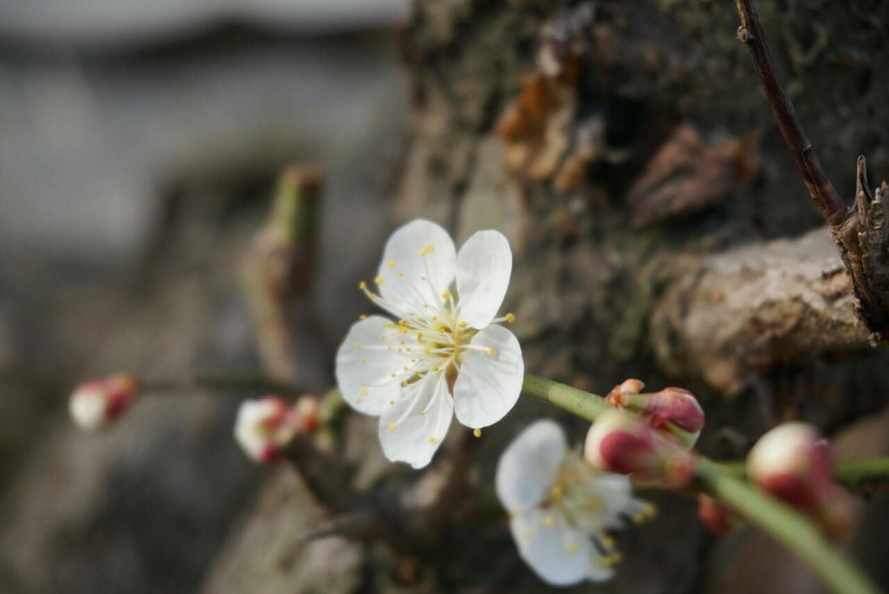 산내의 봄(김현기-사진제공)