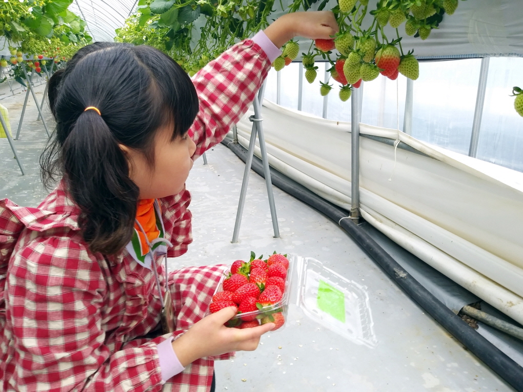 정읍시 드림스타트는 정서·행동 분야 프로그램의 일환으로 딸기수확 체험 프로그램을 진행했다.