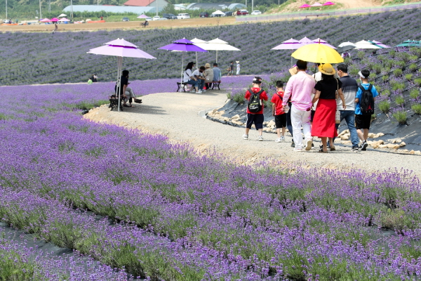 정읍허브원에서는 지난달 22일부터 7월 25일까지 ‘안녕! 라벤더(Hello! Lavender season)’를 운영하고 있다.